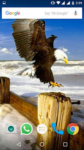 Play Bald Eagle HD Wallpaper 