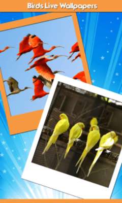 Play Birds Live Wallpapers 