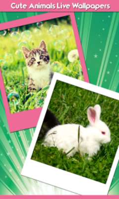 Play Cute Animals Live Wallpapers 