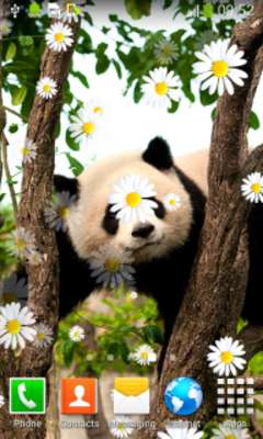 Play Cute Animals Live Wallpapers 