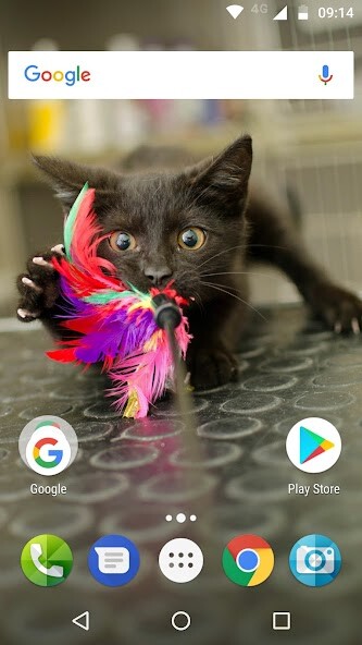 Play Cute Cats Wallpapers 