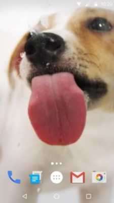 Play Dog Licks Screen Wallpaper 2019 