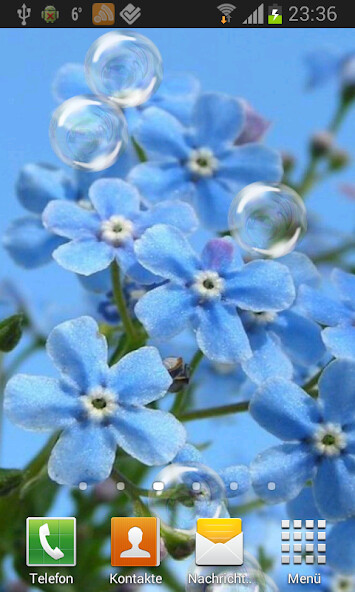 Play APK Forget-Me-Not Live Wallpaper  and enjoy Forget-Me-Not Live Wallpaper with UptoPlay jp.main.brits.android.flower