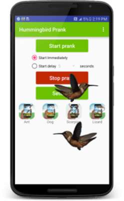 Play Hummingbird fly in phone prank 