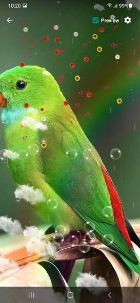 Play Parrot Live Wallpaper 