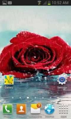 Play Rainy Red Rose LWP 