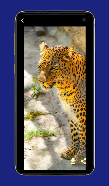 Play APK Tiger Wallpapers HD  and enjoy Tiger Wallpapers HD with UptoPlay com.myapps.TigerWallpapersHD