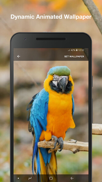 Play 3D Birds Live Wallpaper 