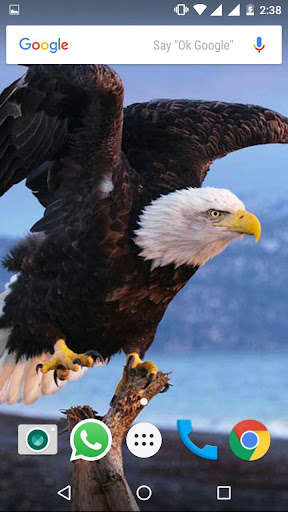 Play Bald Eagle HD Wallpaper 