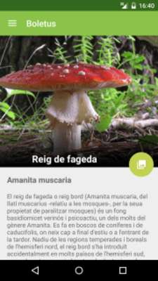 Play Boletus - mushroom search 