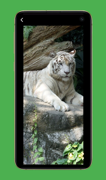 Play APK Tiger Wallpapers HD  and enjoy Tiger Wallpapers HD with UptoPlay com.myapps.TigerWallpapersHD