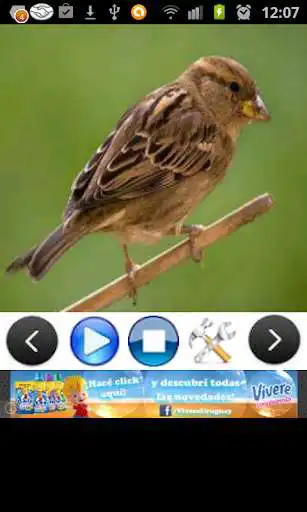 Play 3D Bird Ringtones & Sounds as an online game 3D Bird Ringtones & Sounds with UptoPlay