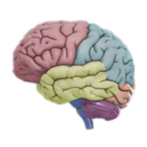 Play 3D Brain APK