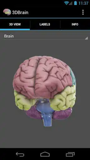 Play 3D Brain as an online game 3D Brain with UptoPlay