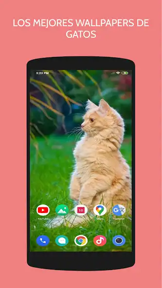 Play 4k Cat Wallpapers  and enjoy 4k Cat Wallpapers with UptoPlay