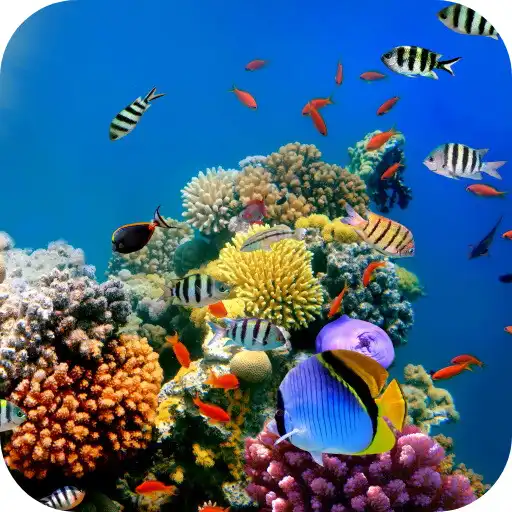 Play 4K Coral Reef Video Wallpaper APK