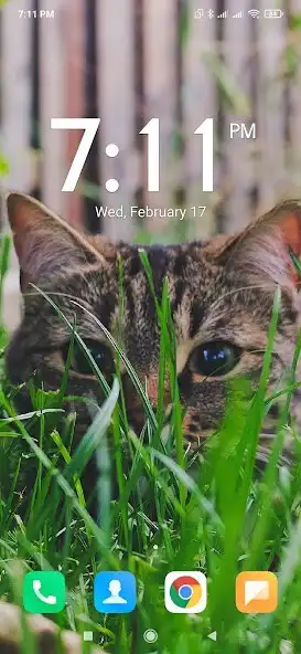 Play 4 Seasons for Cats Wallpapers  and enjoy 4 Seasons for Cats Wallpapers with UptoPlay