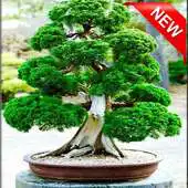 Free play online 600+ Bonsai Tree Design Ideas APK