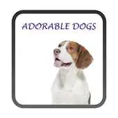 Free play online Adorable Dogs Live Wallpaper APK