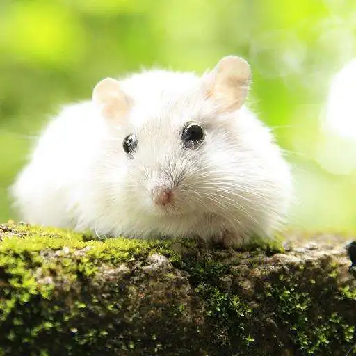 Play Adorable Hamster Wallpapers HD APK