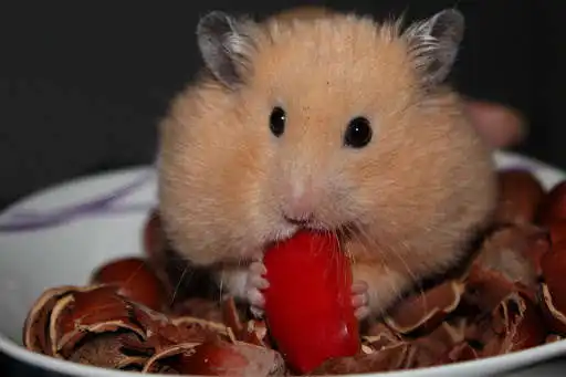 Play Adorable Hamster Wallpapers HD as an online game Adorable Hamster Wallpapers HD with UptoPlay