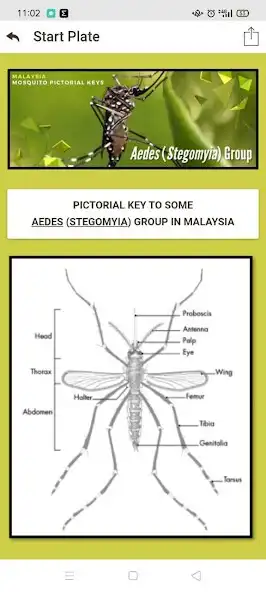 Play Aedes (Mosquito Pictorial Keys) adult as an online game Aedes (Mosquito Pictorial Keys) adult with UptoPlay