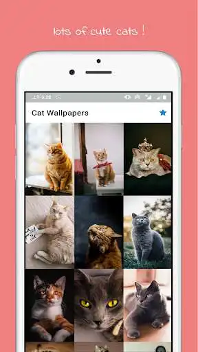 Play Aesthetic Cat Wallpaper  and enjoy Aesthetic Cat Wallpaper with UptoPlay