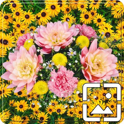 Play ALL Flowers Wallpapers Hd APK