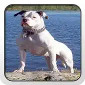 Free play online American Bulldog Theme - Nova APK