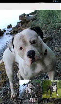 Play American Bulldog Theme - Nova