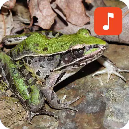 Play American Frog Sounds APK