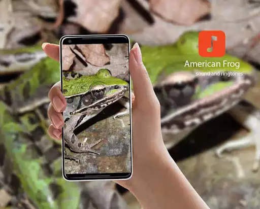 Play American Frog Sounds  and enjoy American Frog Sounds with UptoPlay