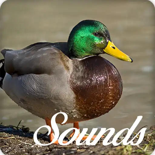 Play Anatidae Sounds Ringtone Pro APK