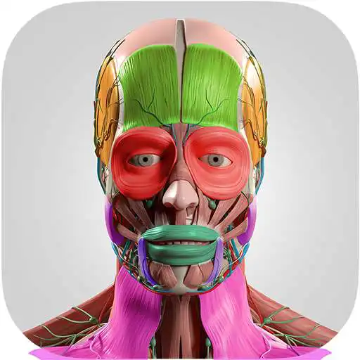 Play Anatomy Cards Anatomicus APK