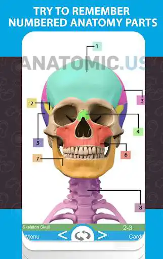 Play Anatomy Cards Anatomicus as an online game Anatomy Cards Anatomicus with UptoPlay