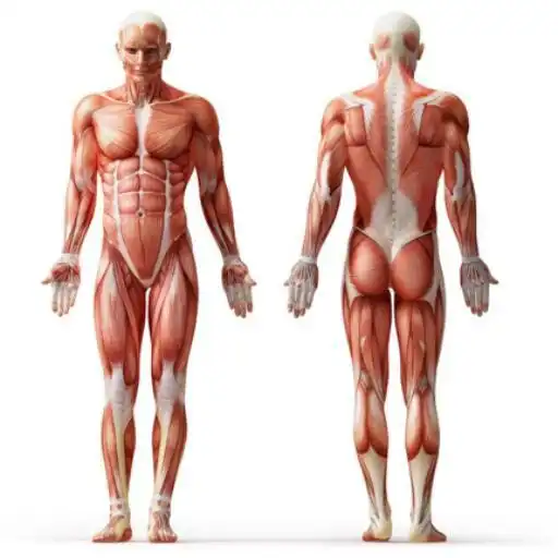 Play Anatomy Muscles APK