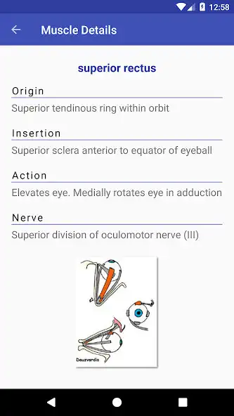 Play Anatomy Muscles as an online game Anatomy Muscles with UptoPlay