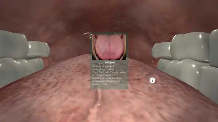 Play Anatomyou VR