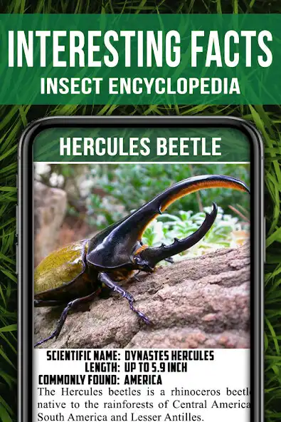 Play Animal Encyclopedia of Insects  and enjoy Animal Encyclopedia of Insects with UptoPlay