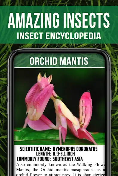 Play Animal Encyclopedia of Insects as an online game Animal Encyclopedia of Insects with UptoPlay