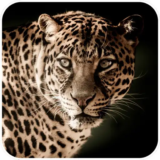 Play Animals Wallpaper APK