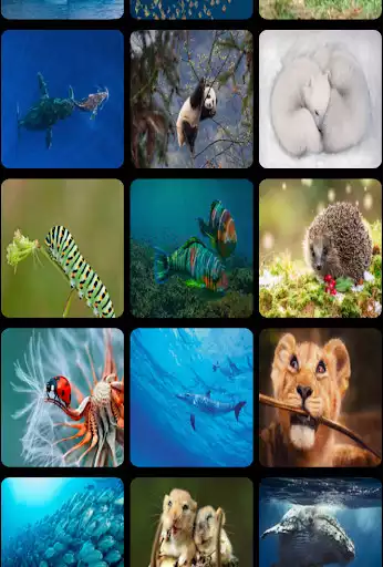 Play Animals Wallpapers as an online game Animals Wallpapers with UptoPlay