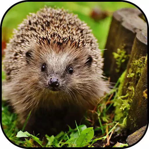 Play Animal Wallpapers APK