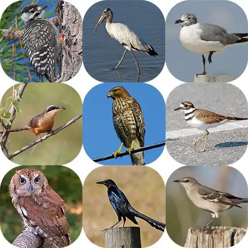 Run free android online Appp.io - Florida Bird Sounds APK