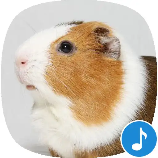 Run free android online Appp.io - Guinea Pig Sounds APK