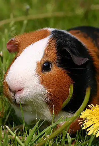 Play APK Appp.io - Guinea Pig Sounds  and enjoy Appp.io - Guinea Pig Sounds with UptoPlay io.appp.sounds.guinea_pig