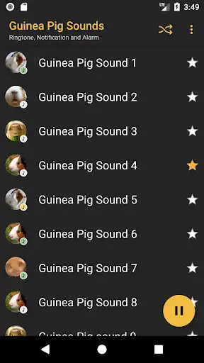 Play APK Appp.io - Guinea Pig Sounds  and enjoy Appp.io - Guinea Pig Sounds with UptoPlay io.appp.sounds.guinea_pig