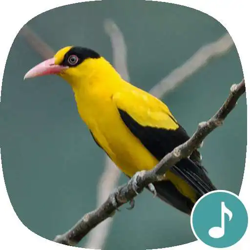 Run free android online Appp.io - Oriole bird sounds APK