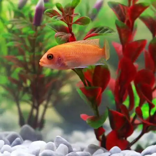 Play Aquarium Screensaver APK