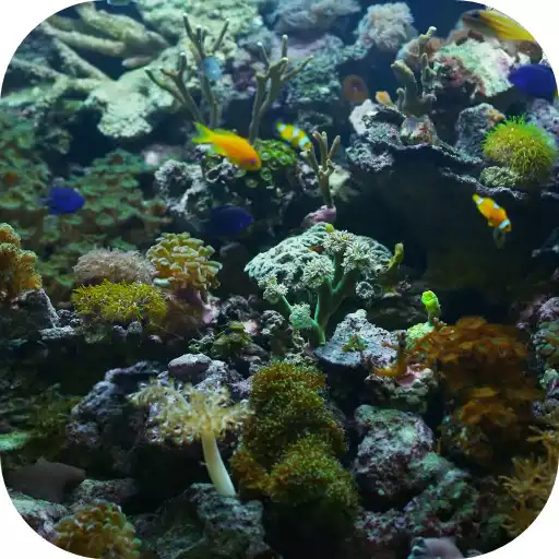 Free play online Aquarium Video Live Wallpaper APK